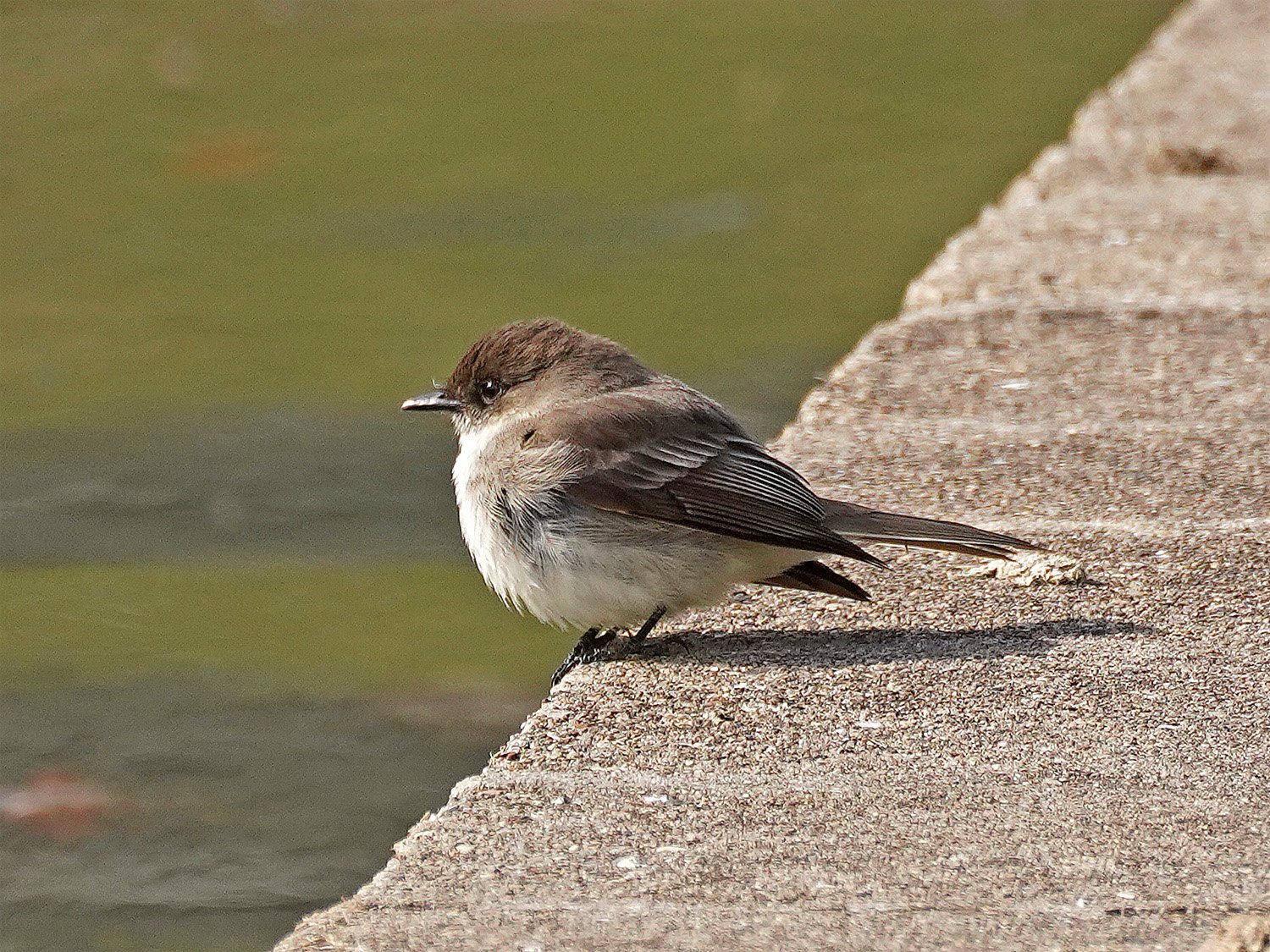 Eastern Phoebe — Susan Kirby
